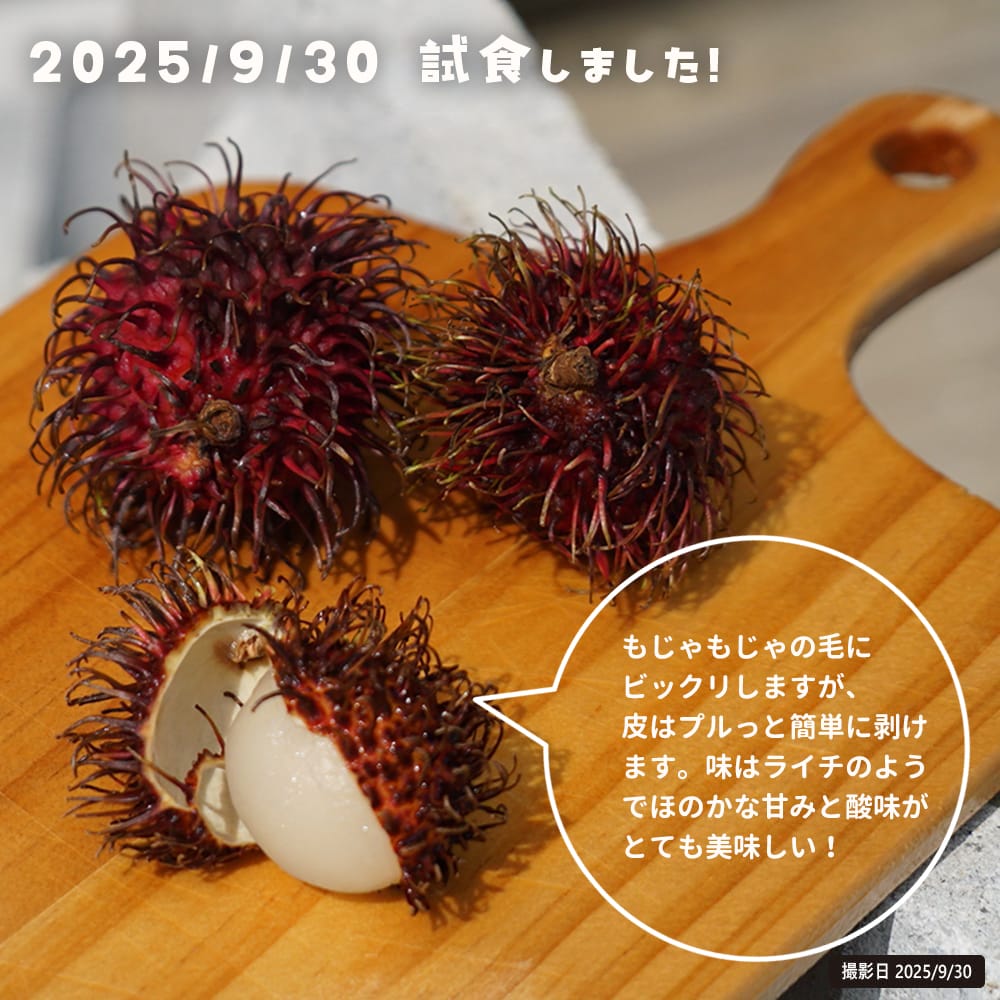 ランブータン R162 1