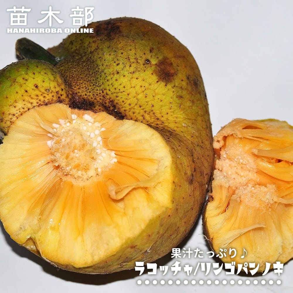 ラコッチャ リンゴパンノキ ラコッチャ 