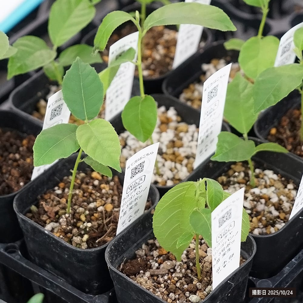 ラコッチャ リンゴパンノキ ラコッチャ 1