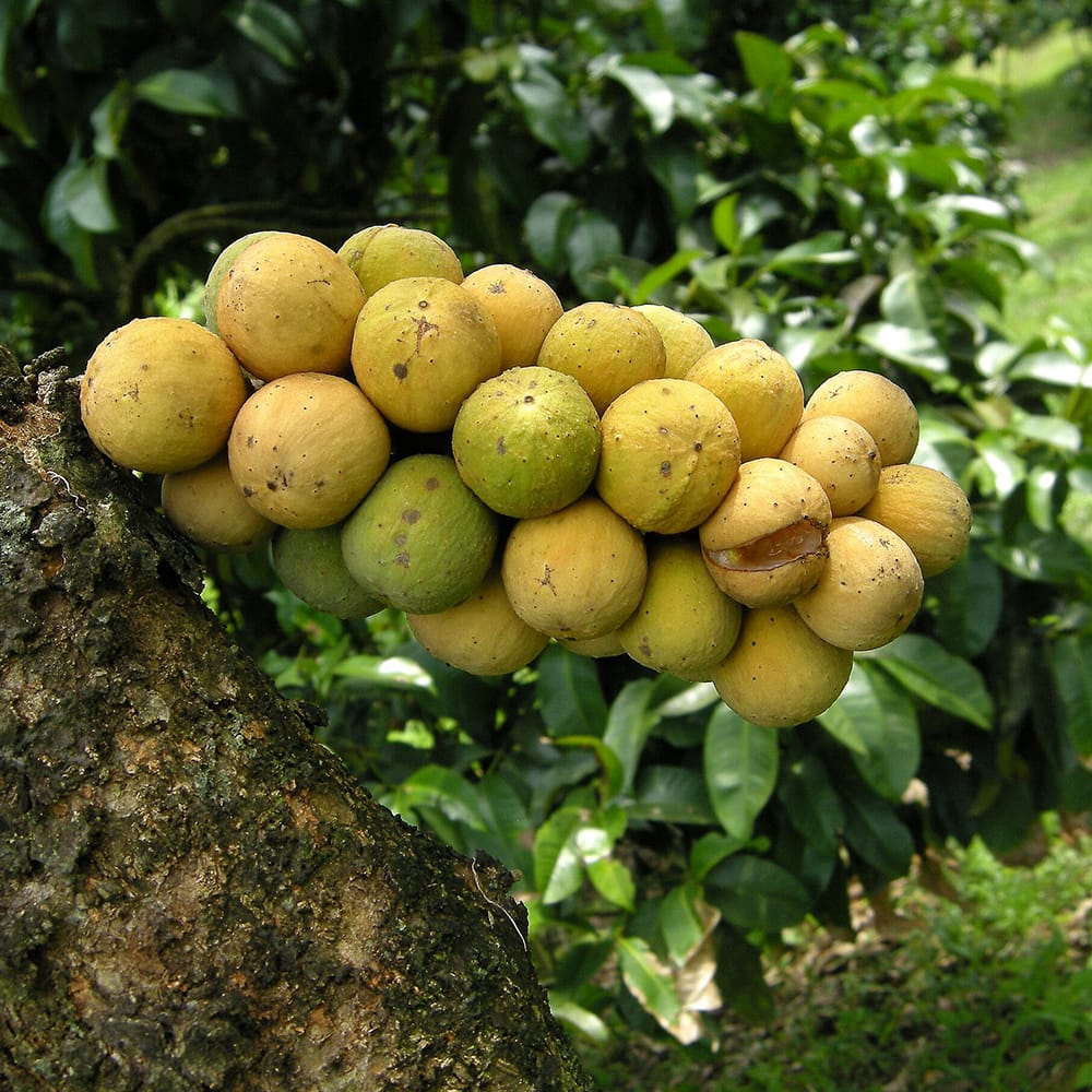 ロンコン ロンコン  1