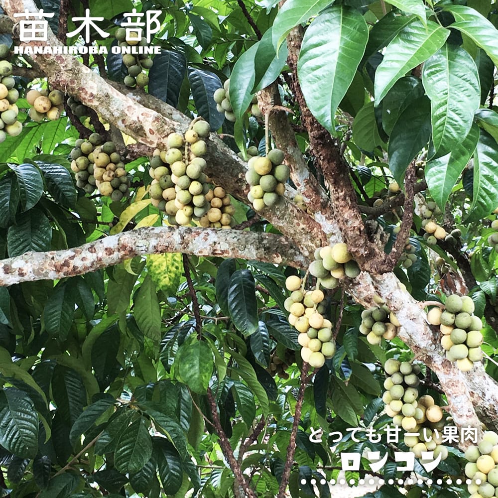 ロンコン ロンコン  