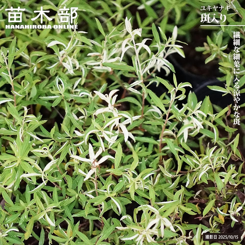 ユキヤナギ 斑入り 