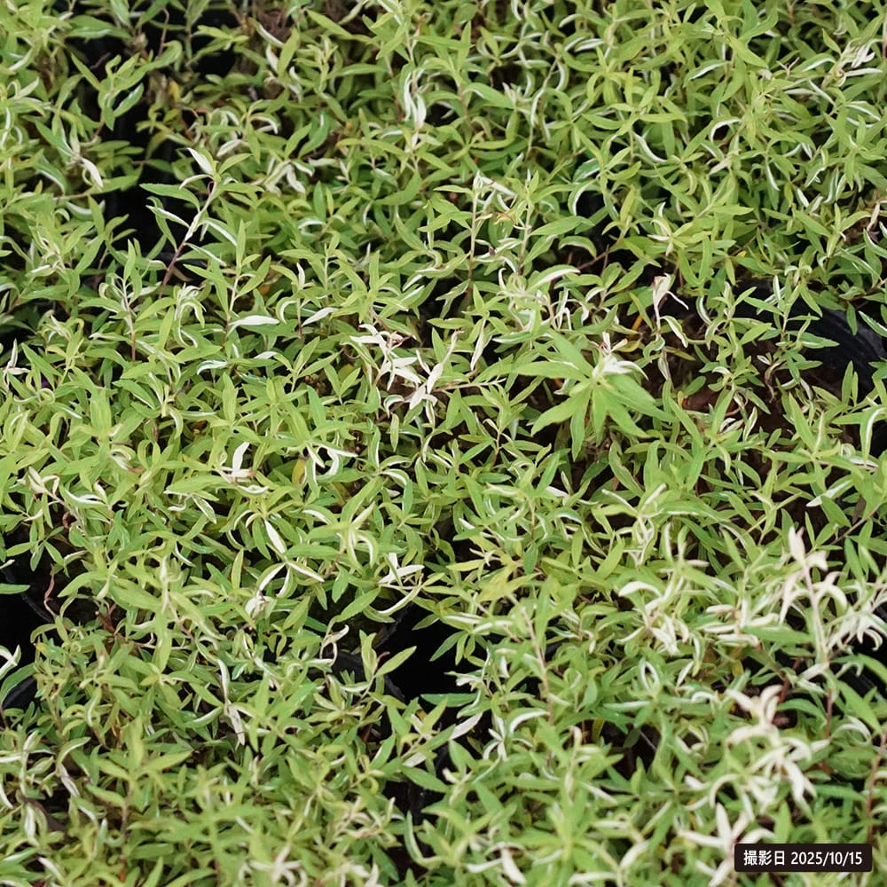 ユキヤナギ 斑入り 1