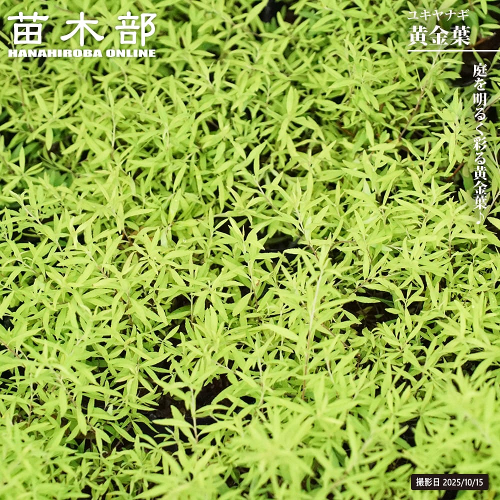 ユキヤナギ 黄金葉 