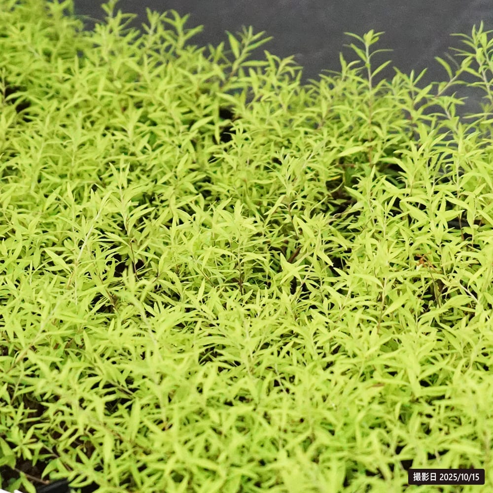 ユキヤナギ 黄金葉 1