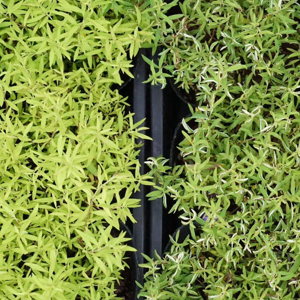 ユキヤナギ 斑入り 苗 販売 苗木部 By 花ひろばオンライン