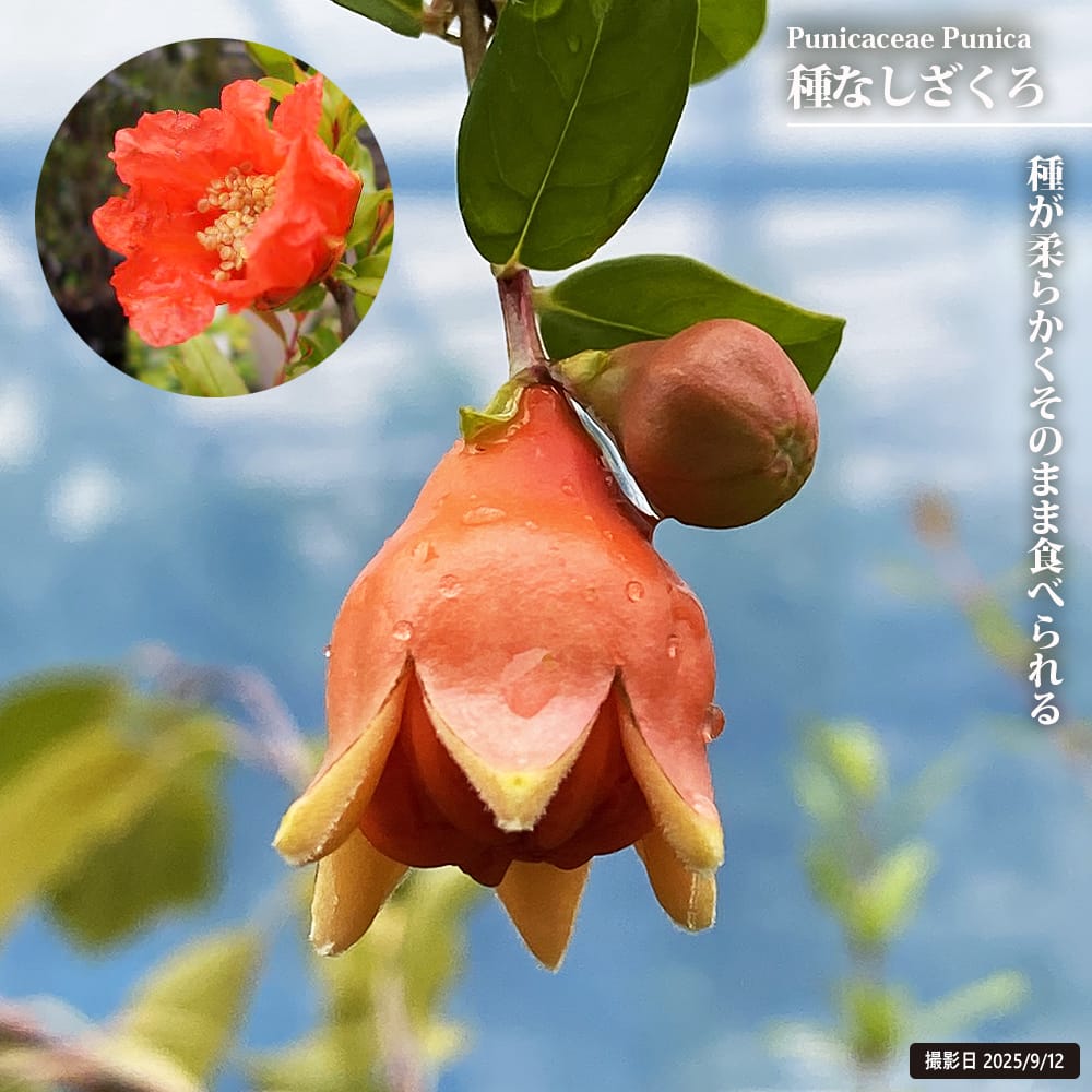 ザクロ 種無しザクロ 