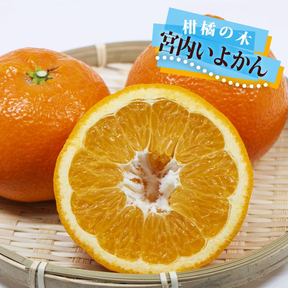 柑橘 宮内いよかん 