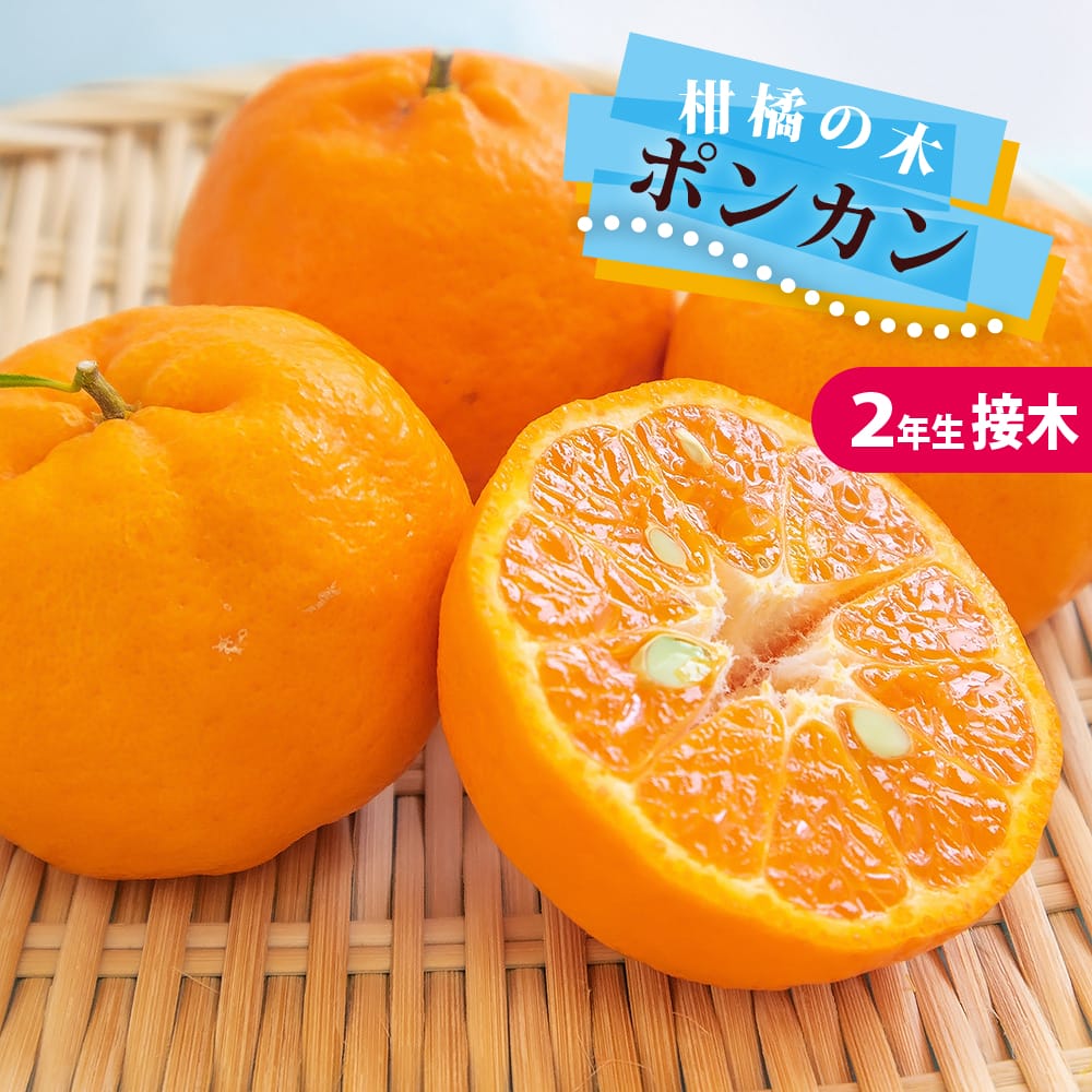 柑橘 みかん ポンカン 苗 通販 苗木部 By 花ひろばオンライン