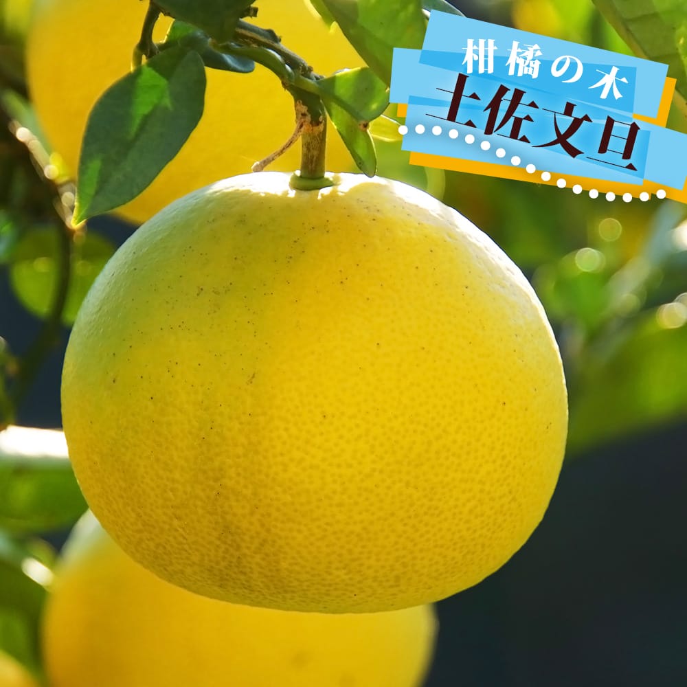 柑橘 土佐文旦（とさぶんたん） 