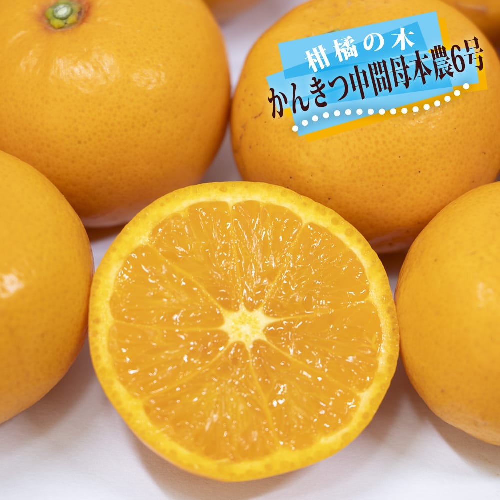 かんきつ中間母本農6号 オレンジ 苗 育て方 苗木部 By 花ひろばオンライン