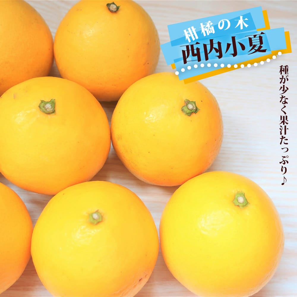 柑橘 雑柑類 西内小夏 苗 販売 苗木部 By 花ひろばオンライン