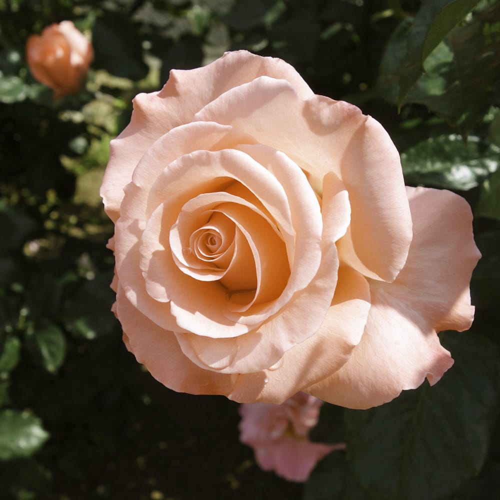 バラ サンセットグロウ 2