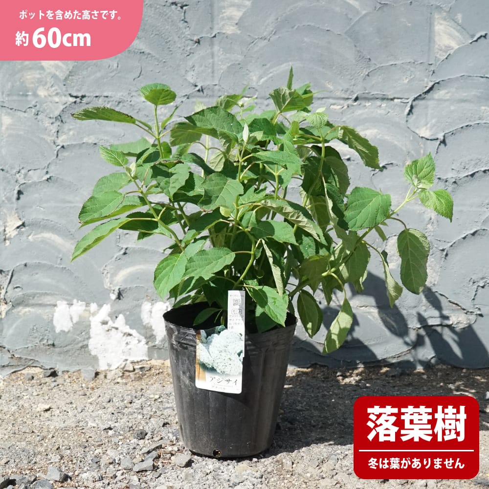 アジサイ アナベル 苗 通販 苗木部 By 花ひろばオンライン