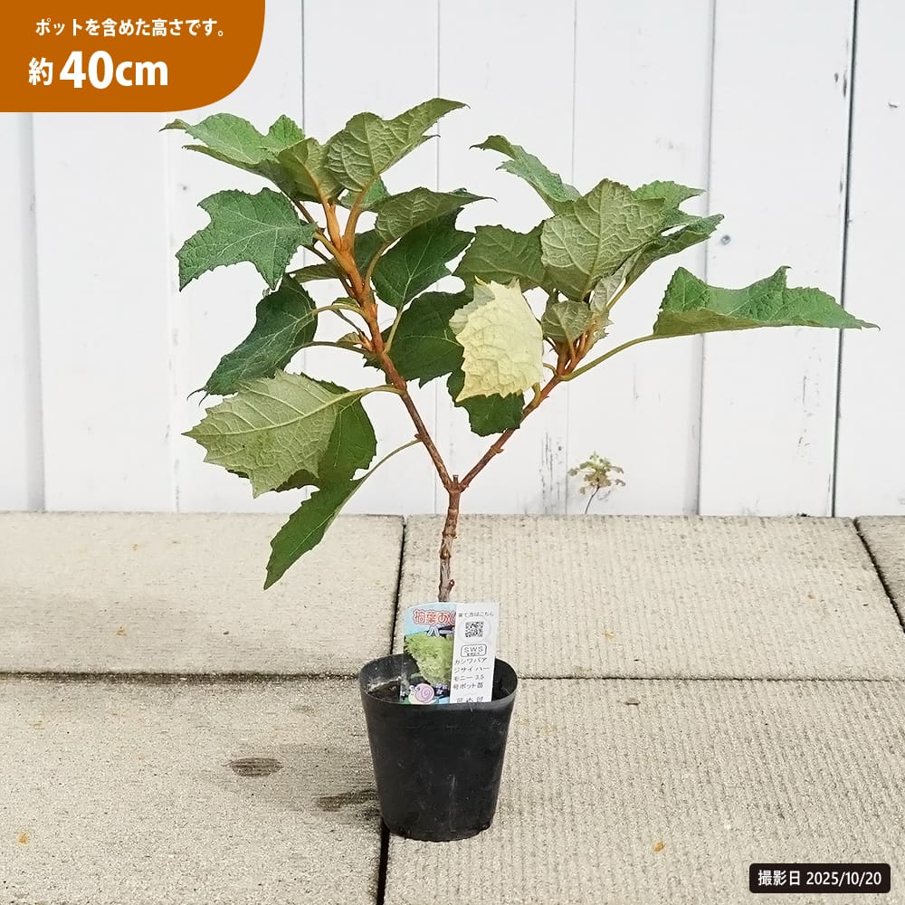 カシワバアジサイ　大苗 庭木苗・植木：カシワバアジサイ（紫陽花） *(かしわばあじさい