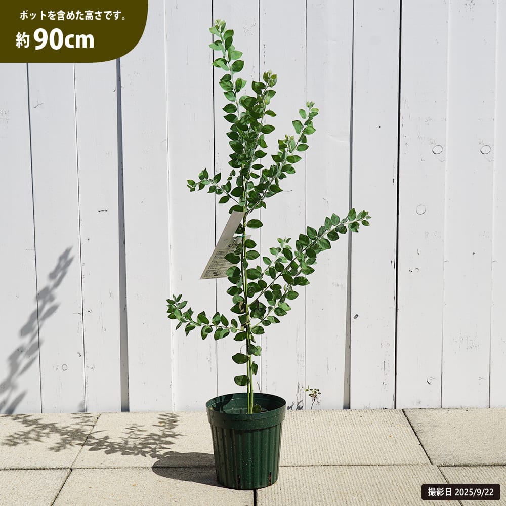 アカシア パールアカシア 苗 通販 苗木部 By 花ひろばオンライン