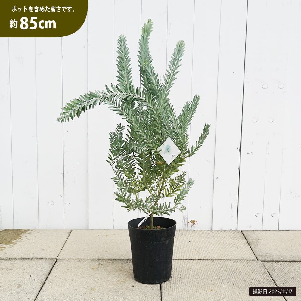 アカシア ブルーブッシュ 苗 通販 苗木部 By 花ひろばオンライン