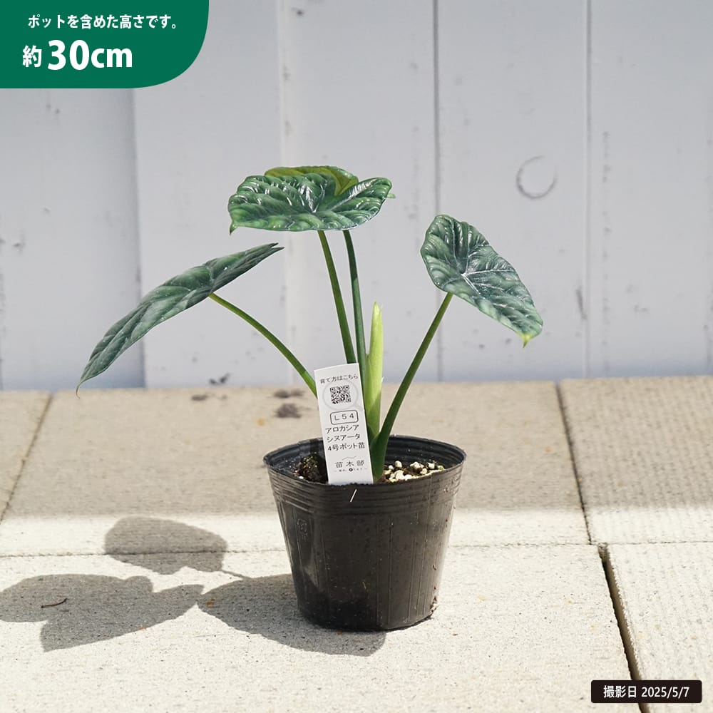 アロカシア シヌアータ 苗 販売 苗木部 By 花ひろばオンライン