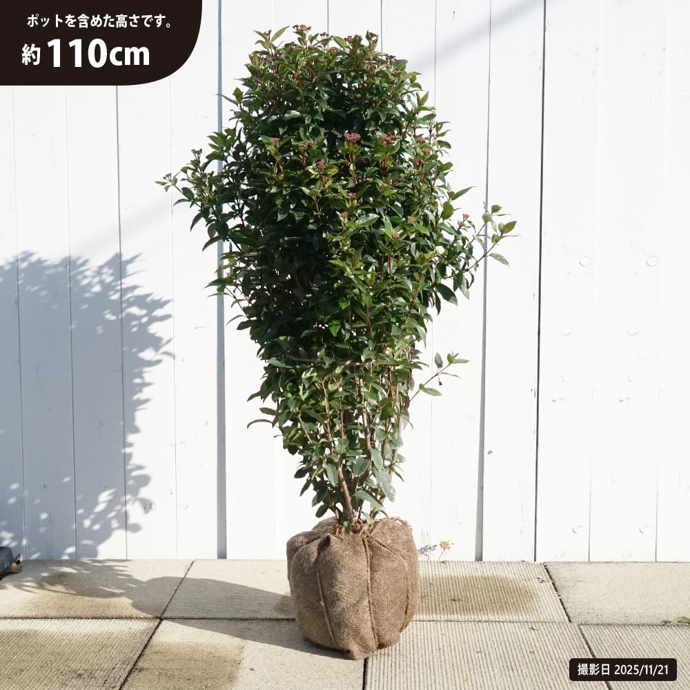 ビバーナム ティヌス 苗 通販 苗木部 By 花ひろばオンライン