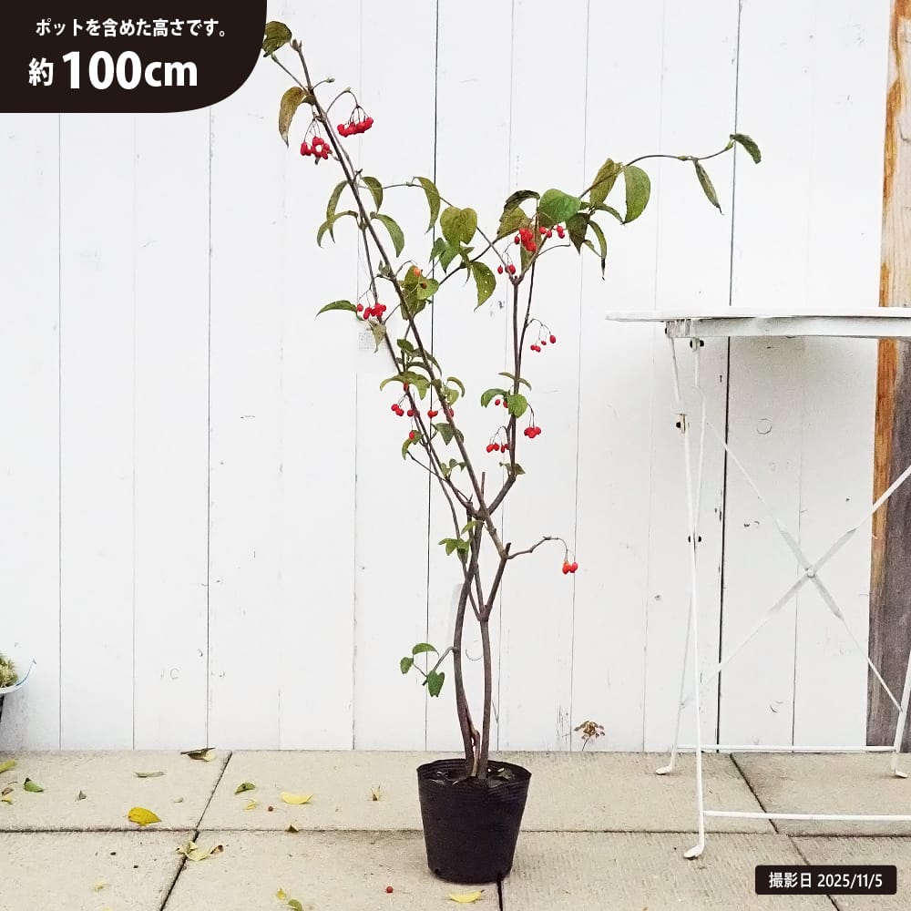 苗 苗木部 By 花ひろばオンライン