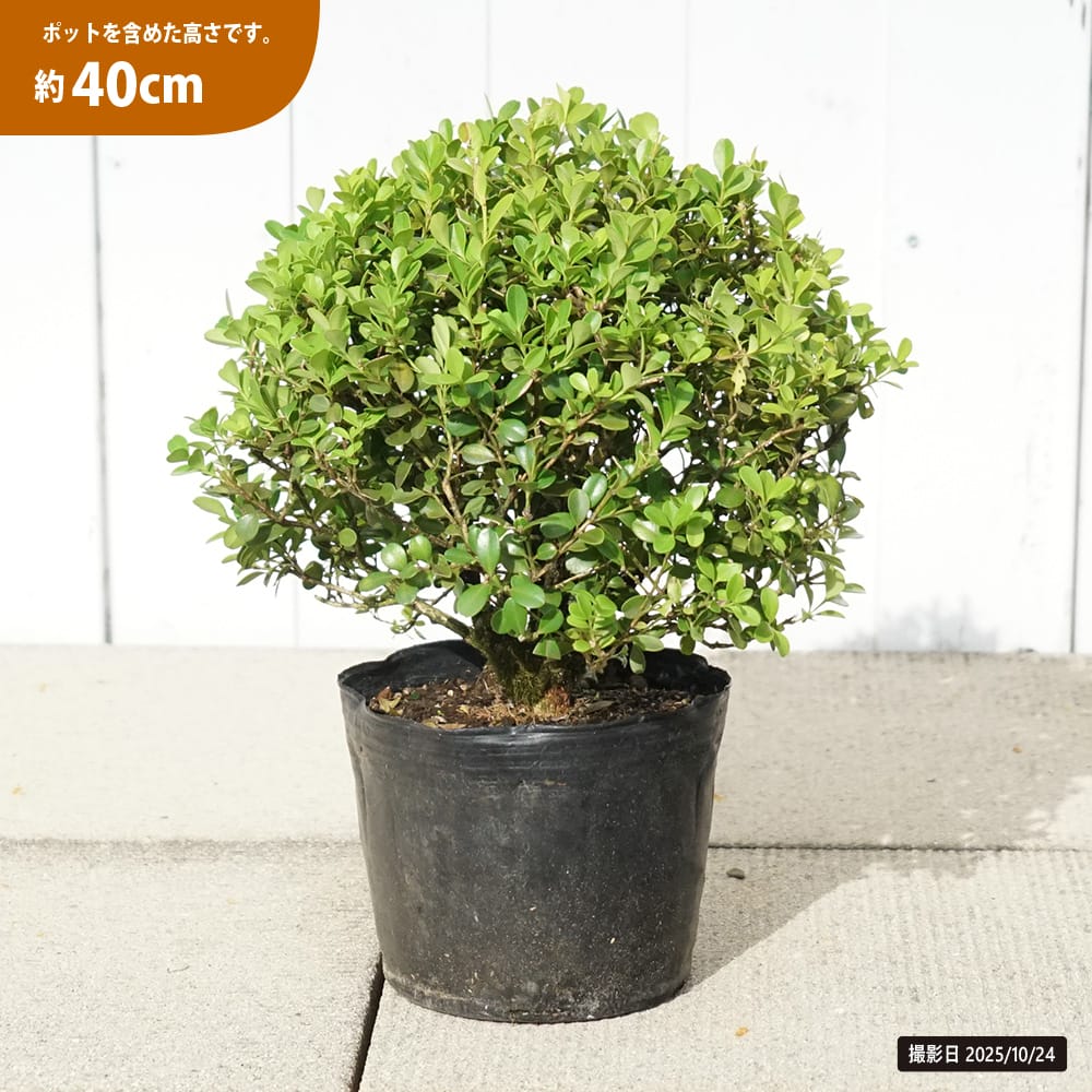 boxwood001-40cm.jpg