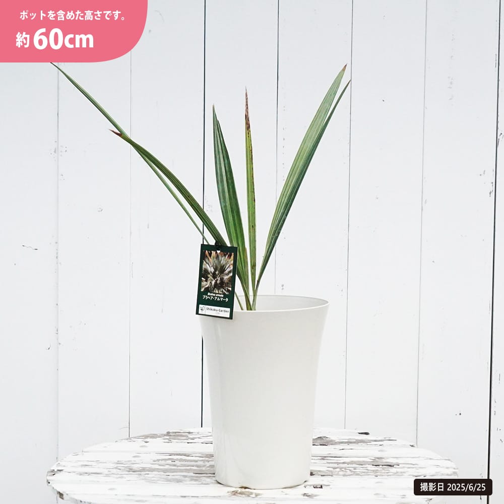 ブラヘア アルマータ 苗 おすすめ 苗木部 By 花ひろばオンライン