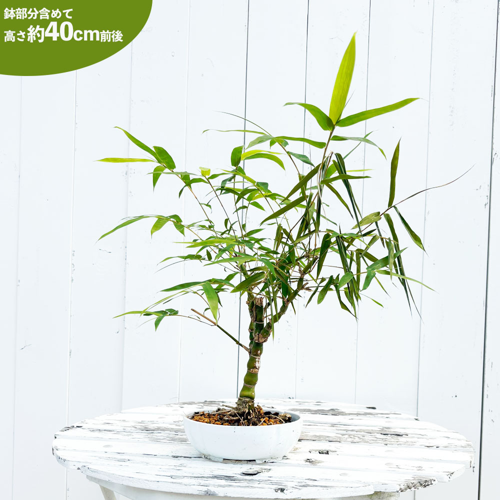 タケ ブッタンチク  2