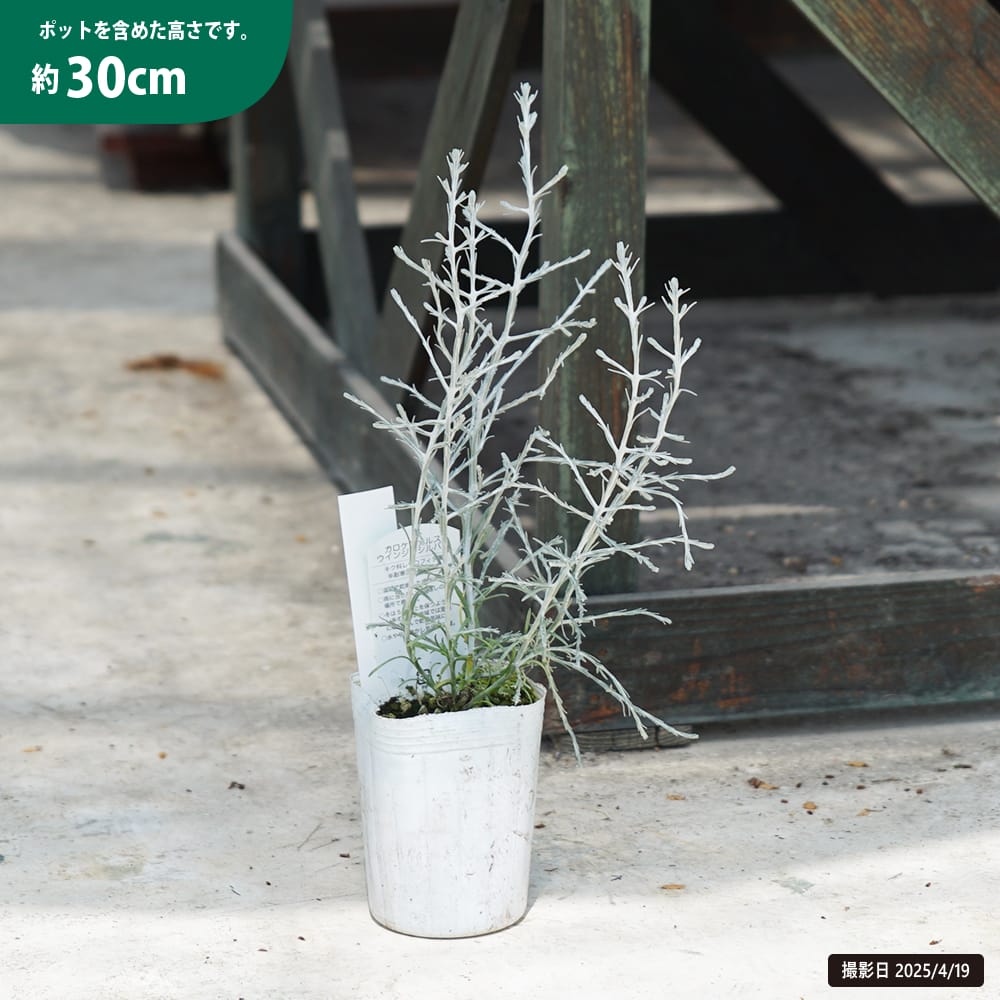 カロケファルス ウィンジーシルバー 苗 販売 苗木部 By 花ひろばオンライン