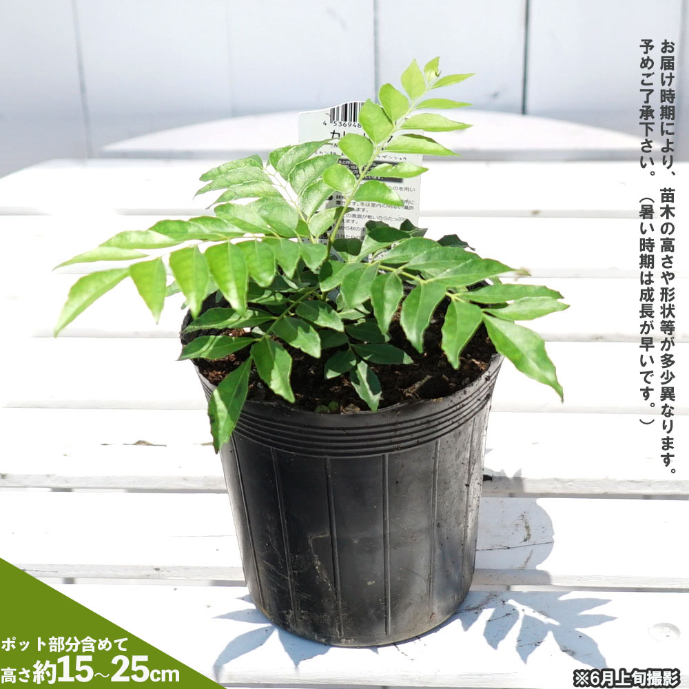 カレーリーフ 苗 販売 苗木部 By 花ひろばオンライン