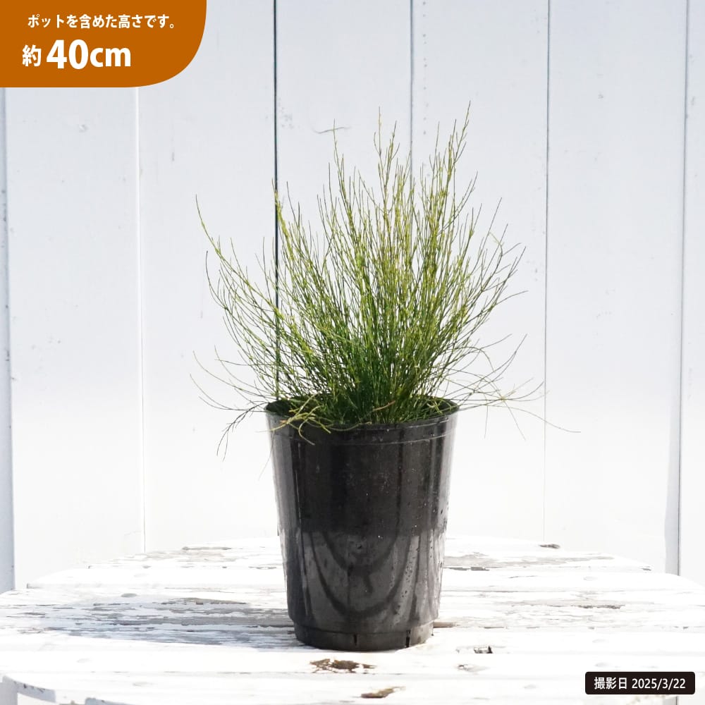 モクマオウ タマモクマオウ 苗 おすすめ 苗木部 By 花ひろばオンライン