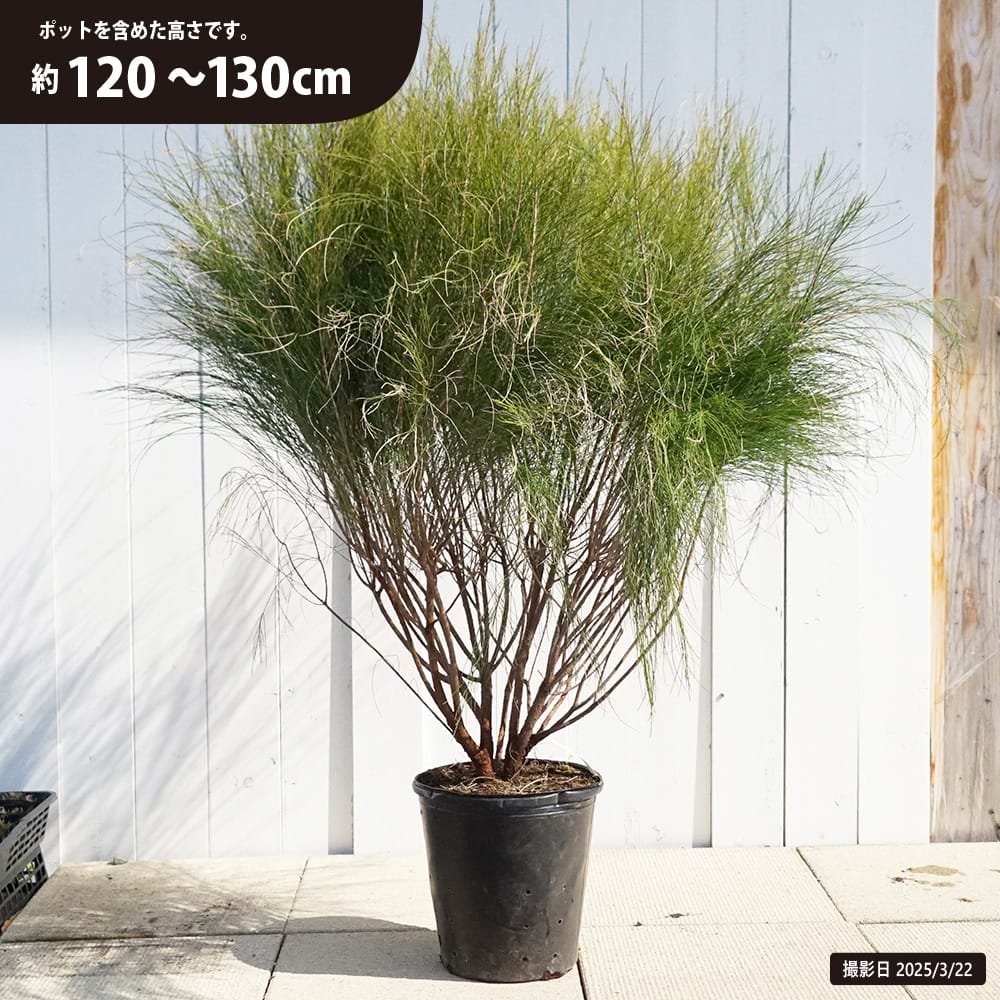 モクマオウ タマモクマオウ 苗 育て方 苗木部 By 花ひろばオンライン