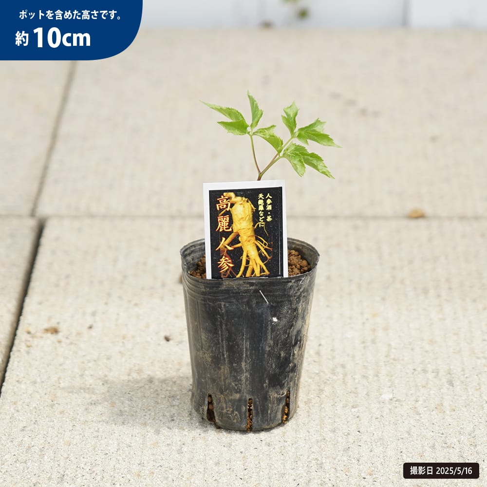 チョウセンニンジン 苗 販売 苗木部 By 花ひろばオンライン