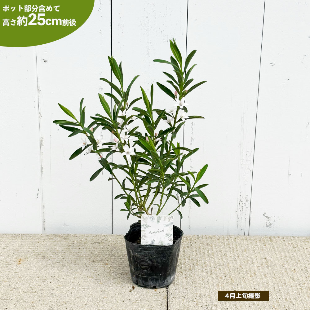 エリオステモン プロファッションの通販 苗木部 By 花ひろばオンライン