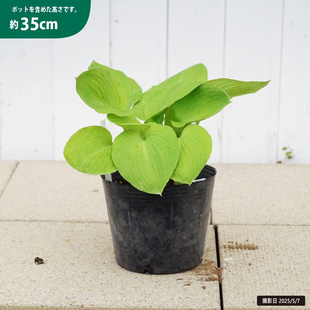 ホスタ オーガストムーン 3