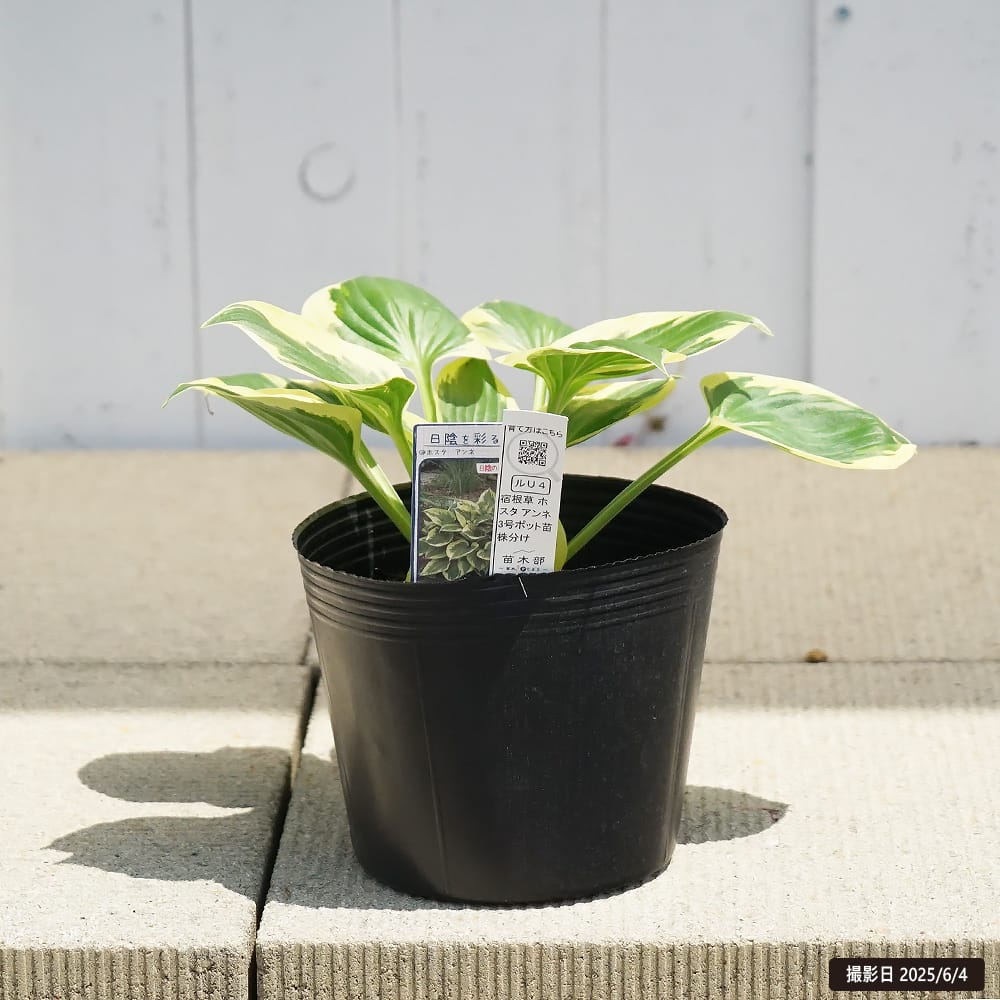 アンネ】 ギボウシ ホスタ ポット 苗 | 苗木部 本店 By 花ひろばオンライン