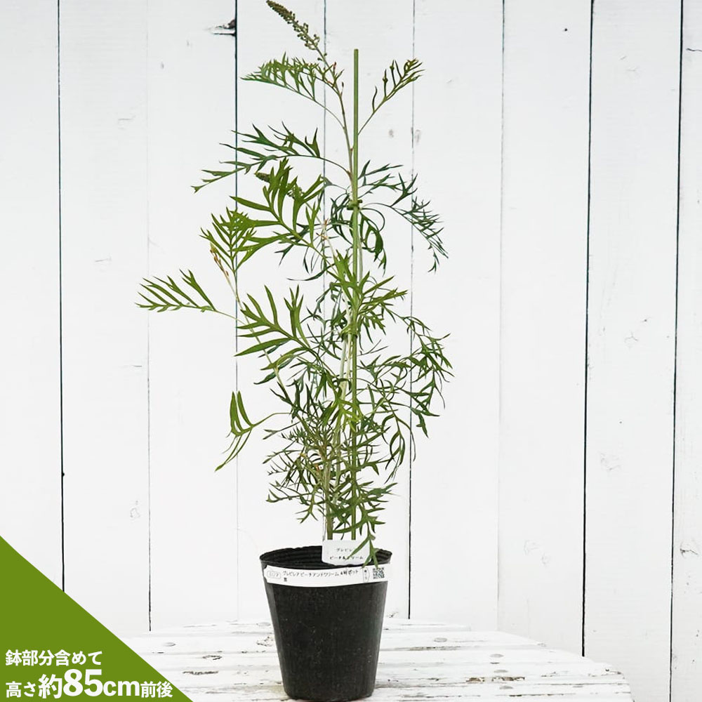 グレビレア ピーチアンドクリームの通販 おすすめ 苗木部 By 花ひろば