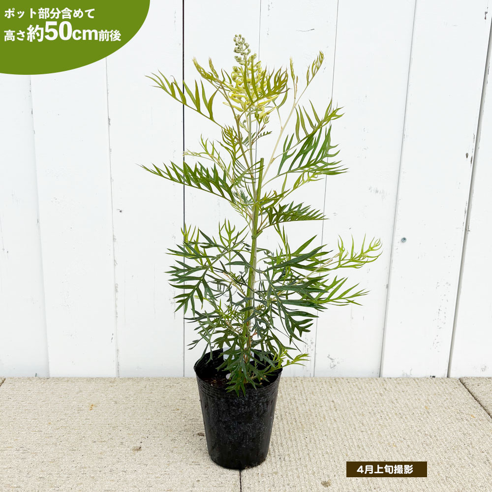 グレビレア ピーチアンドクリームの通販 苗木部 By 花ひろばオンライン