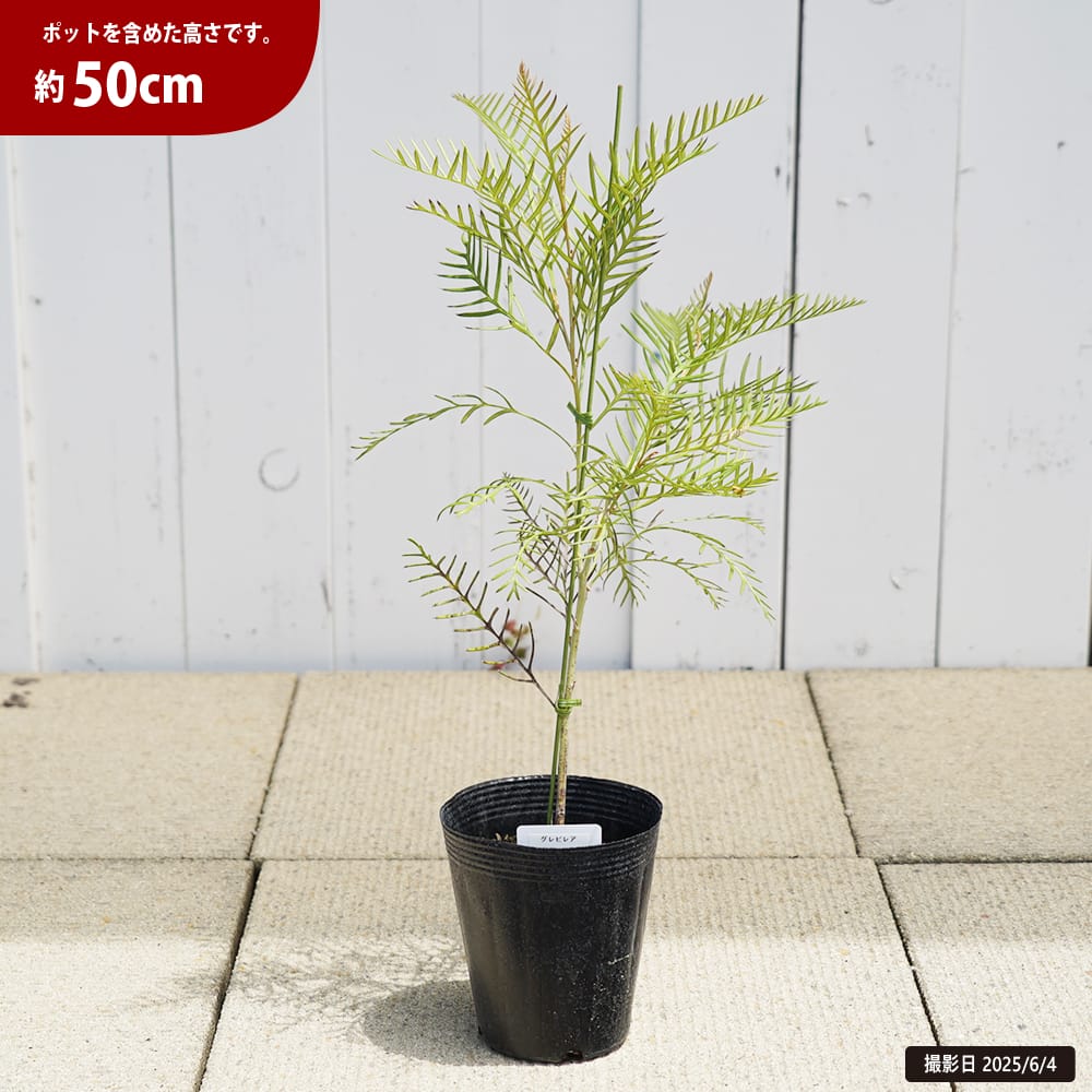 グレビレア レッドフックス 苗 通販 苗木部 By 花ひろばオンライン