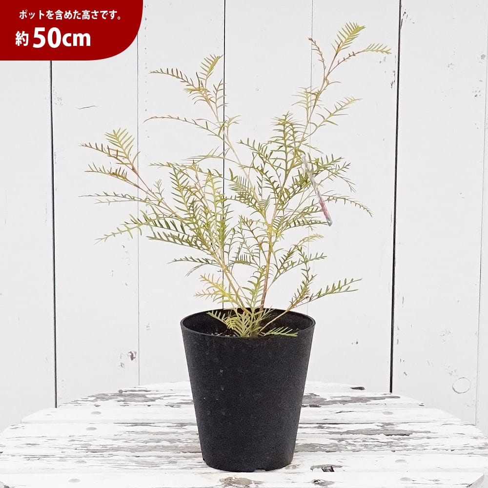 グレビレア レッドフックス 苗 販売 苗木部 By 花ひろばオンライン