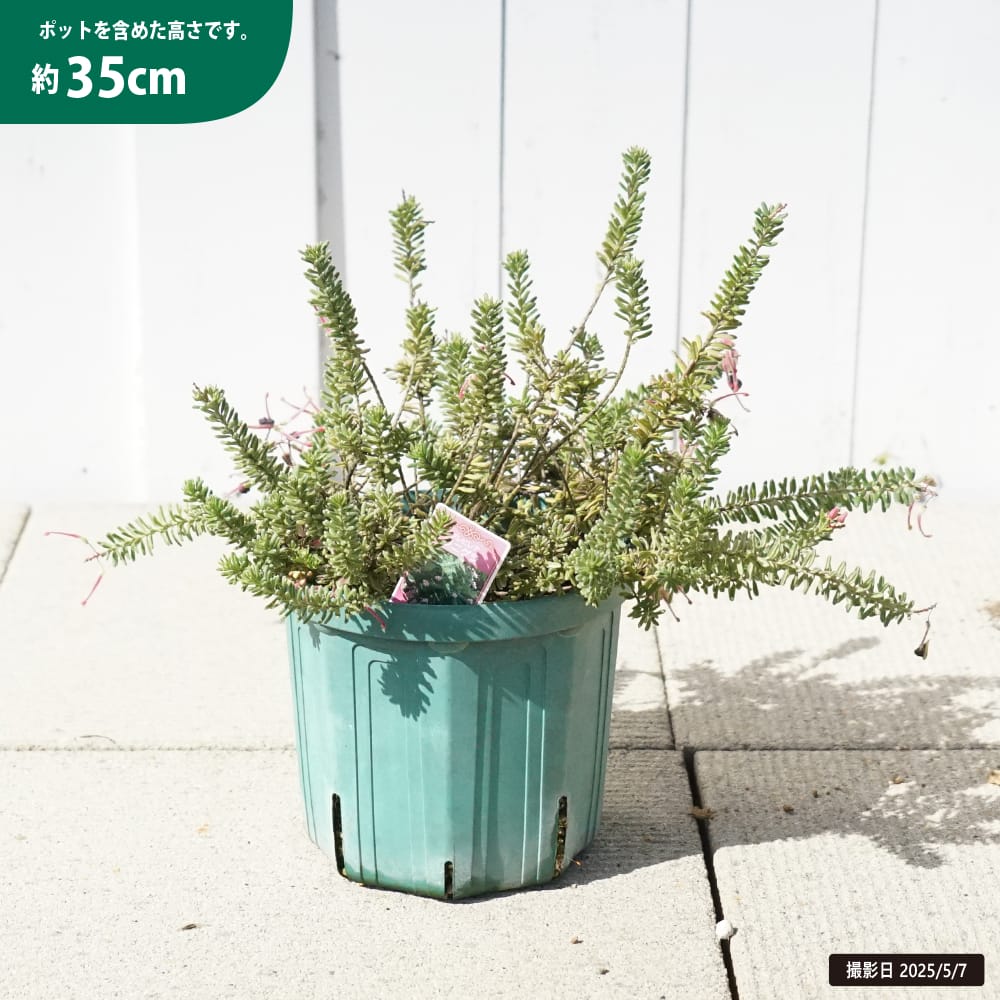 グレビレア ラニゲラの通販 苗木部 By 花ひろばオンライン