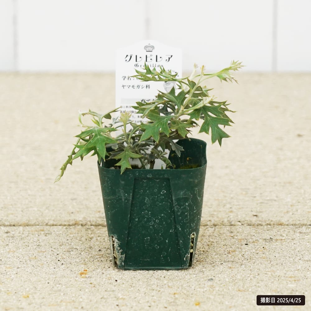 グレビレア ロック 苗 通販 苗木部 By 花ひろばオンライン