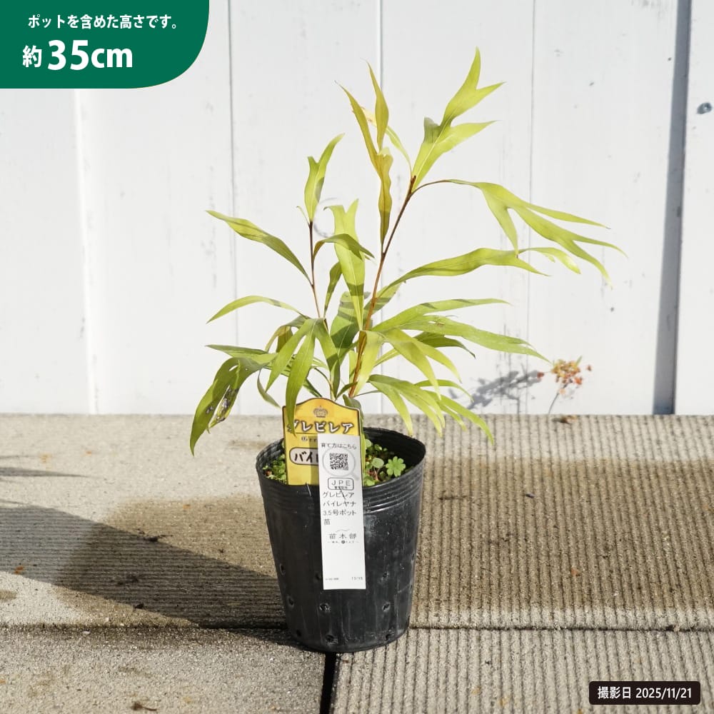 グレビレア バイレヤナ 苗 販売 苗木部 By 花ひろばオンライン