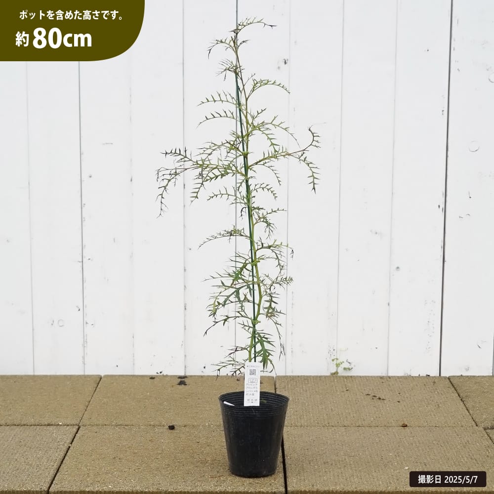 グレビレア ブロンズランバー 苗 販売 苗木部 By 花ひろばオンライン