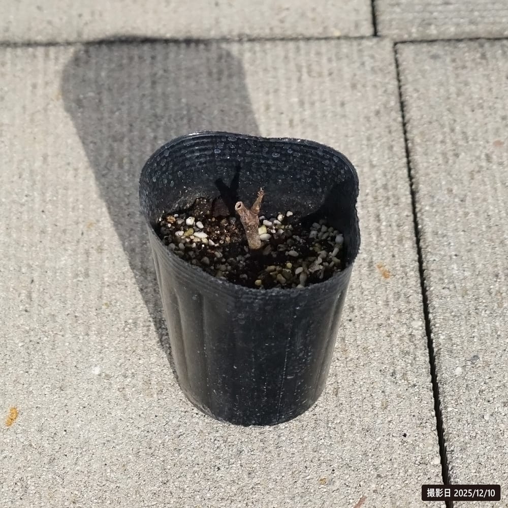 イチジク 久留米ばさろ 2