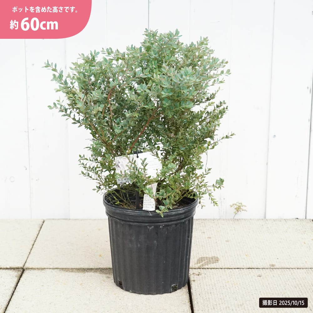 ブルーベリー インディゴブルー 苗 通販 苗木部 By 花ひろばオンライン