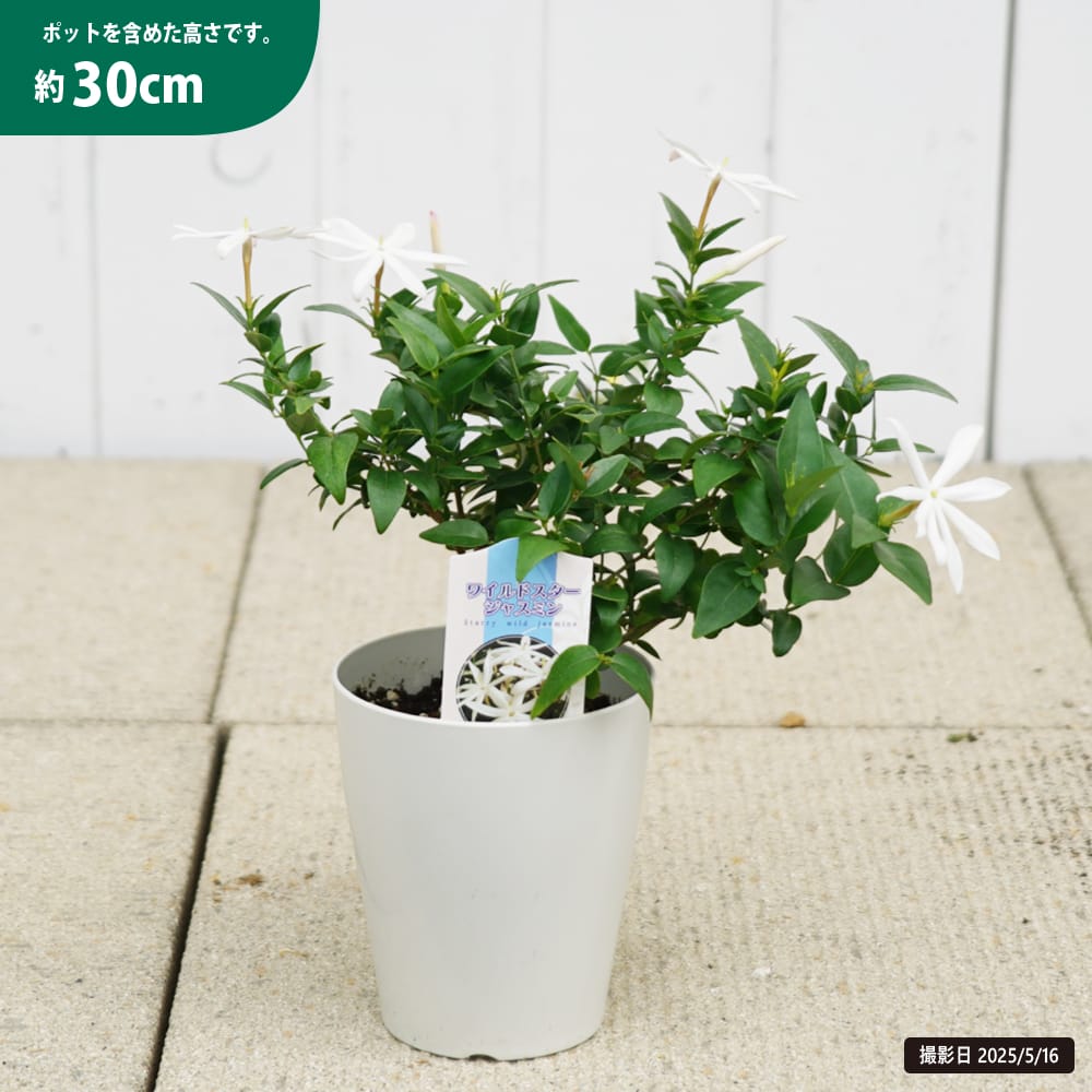 ジャスミン ワイルドスター 苗 販売 苗木部 By 花ひろばオンライン