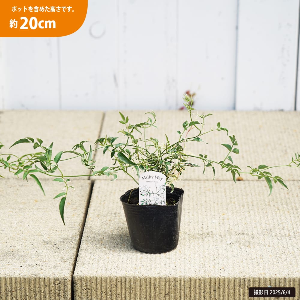 ジャスミン ミルキーウェイ 