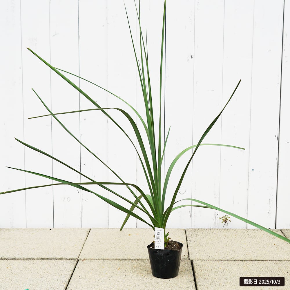 ノリナ エクセルサ 