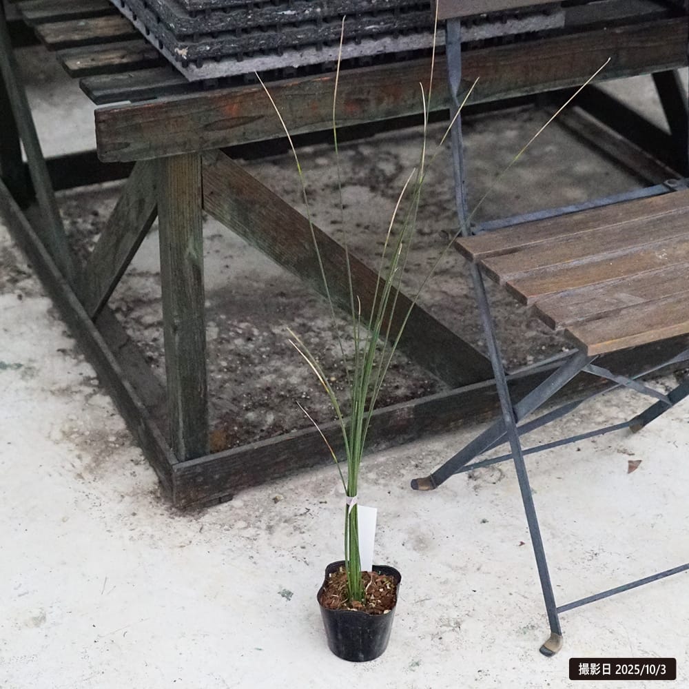 ダシリリオン トレレアセイ 1