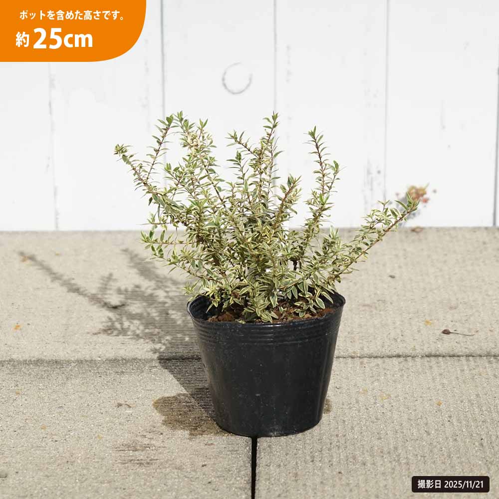 ギンバイカ 斑入り 苗 通販 苗木部 By 花ひろばオンライン